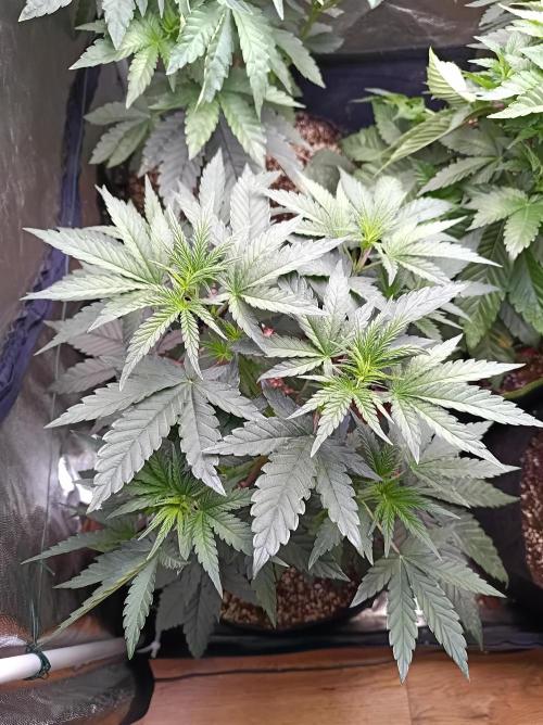 Cosmic Kiss ⭐💋. Week 3