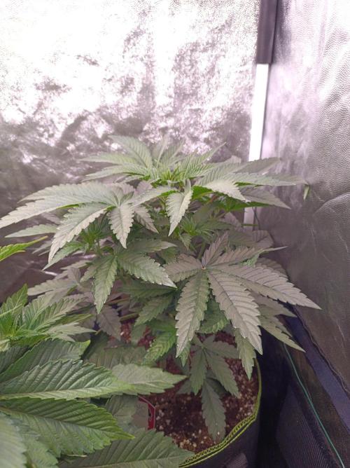Cosmic Kiss ⭐💋. Week 3