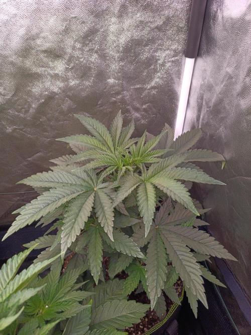 Cosmic Kiss ⭐💋. Week 3