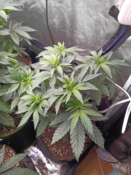 Cosmic Kiss ⭐💋. Week 3