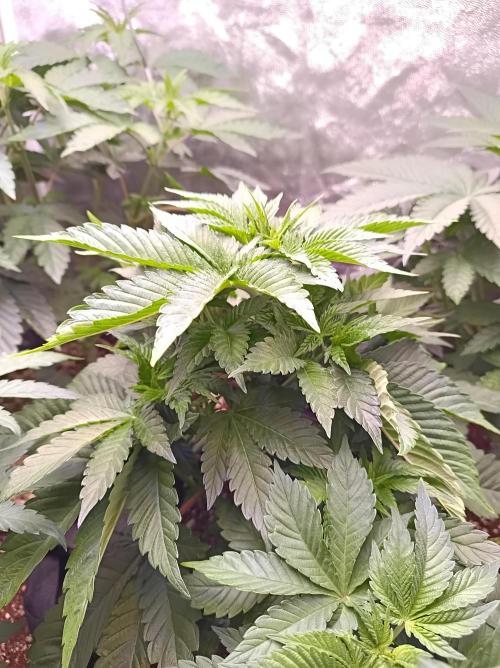 Honey Melon Kush 🍯🍉. Week 3