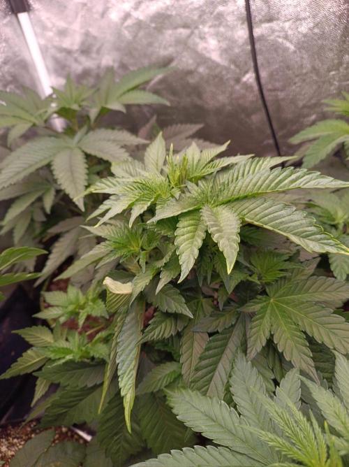 Honey Melon Kush 🍯🍉. Week 3