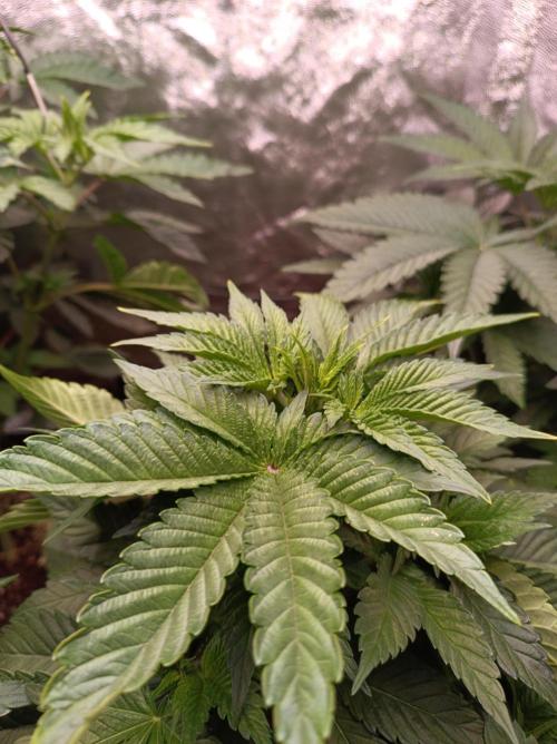 Honey Melon Kush 🍯🍉. Week 3
