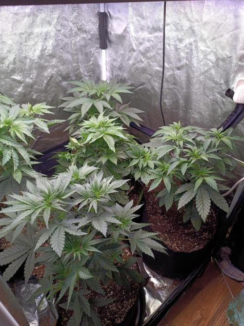 Honey Melon Kush 🍯🍉. Week 3