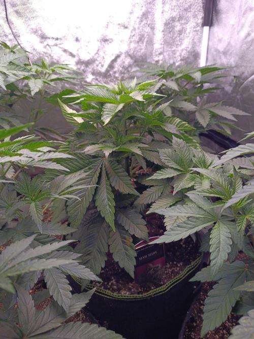 Honey Melon Kush 🍯🍉. Week 3