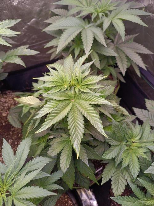 Honey Melon Kush 🍯🍉. Week 3