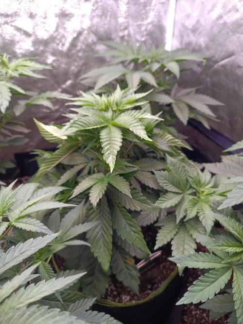 Honey Melon Kush 🍯🍉. Week 3
