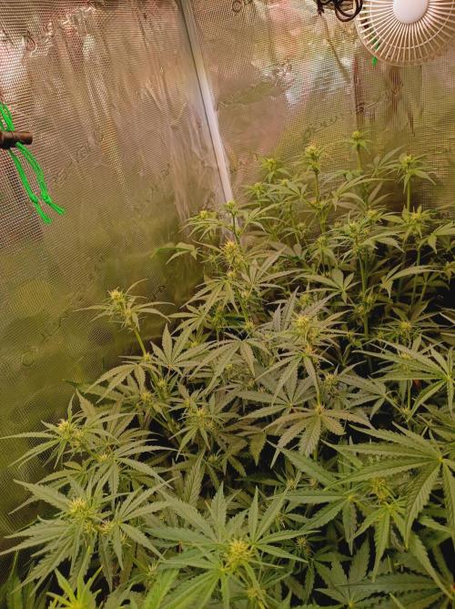 Blackberry Gas Auto Monkey Genetics🙊. Week 4