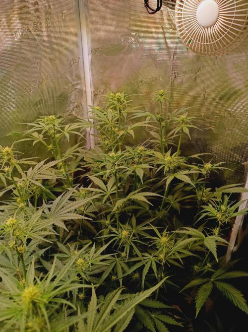Blackberry Gas Auto Monkey Genetics🙊. Week 4