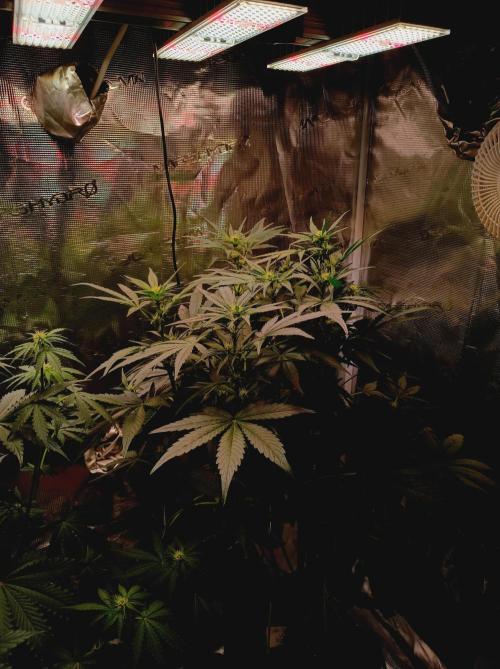 Blackberry Gas Auto Monkey Genetics🙊. Week 4