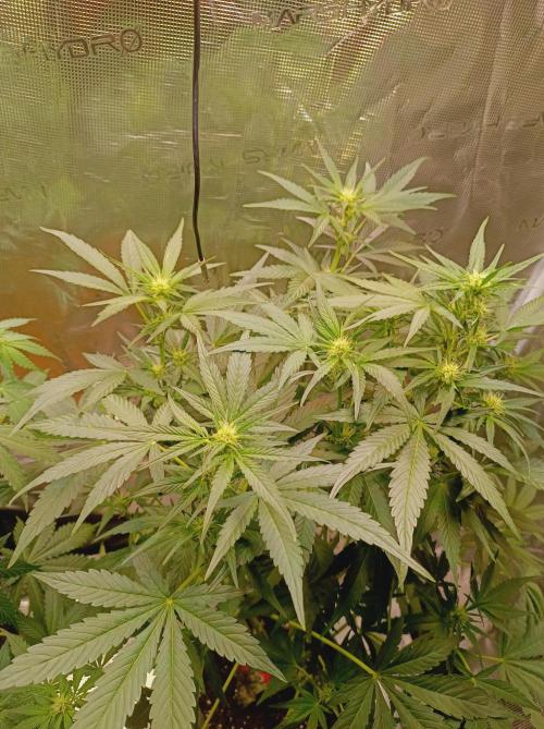 Blackberry Gas Auto Monkey Genetics🙊. Week 4