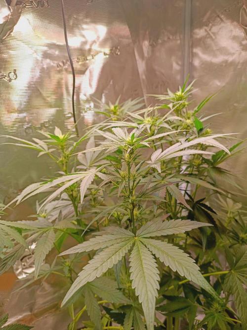 Blackberry Gas Auto Monkey Genetics🙊. Week 4