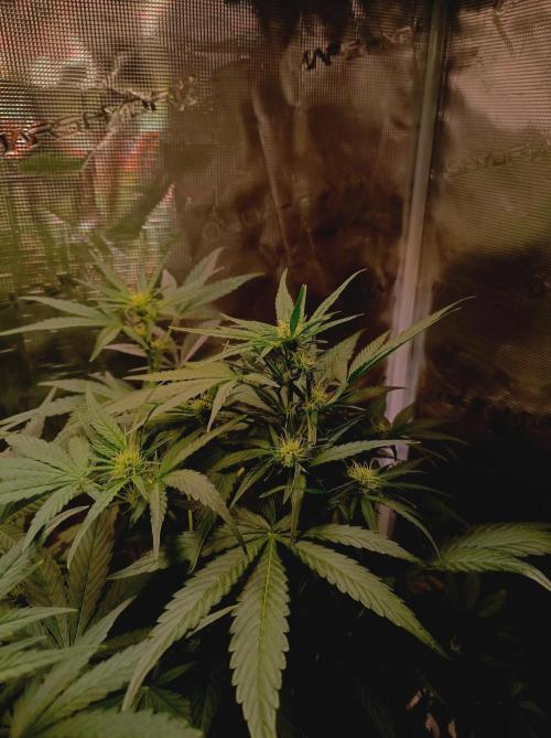 Blackberry Gas Auto Monkey Genetics🙊. Week 4