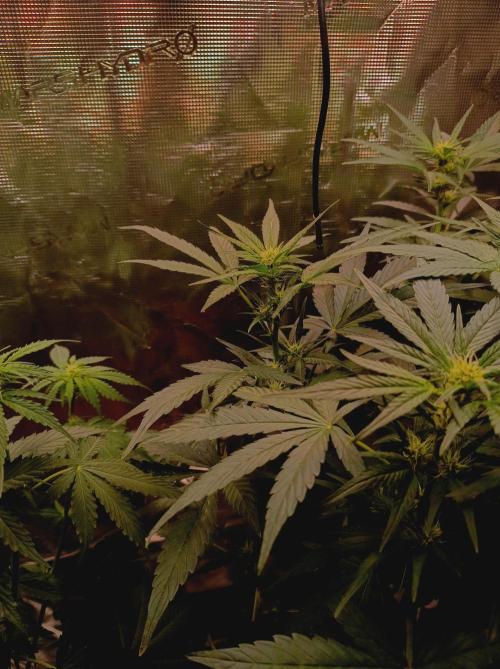 Blackberry Gas Auto Monkey Genetics🙊. Week 4