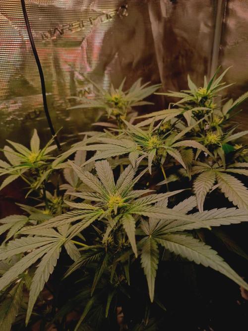 Blackberry Gas Auto Monkey Genetics🙊. Week 4