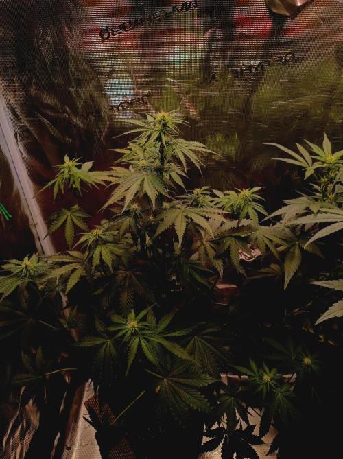 Biscotti Auto   Monkey Genetics🐒. Week 4