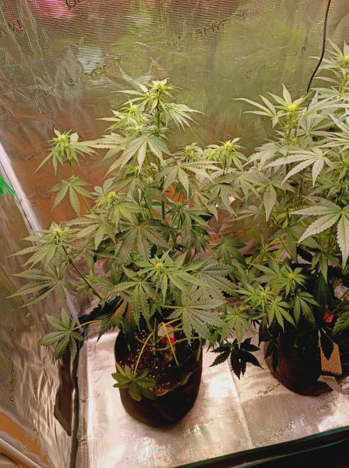 Biscotti Auto   Monkey Genetics🐒. Week 4