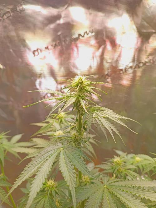 Biscotti Auto   Monkey Genetics🐒. Week 4