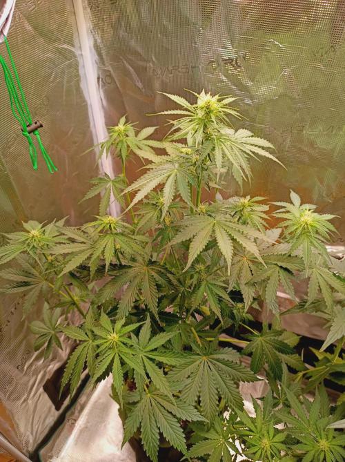 Biscotti Auto   Monkey Genetics🐒. Week 4