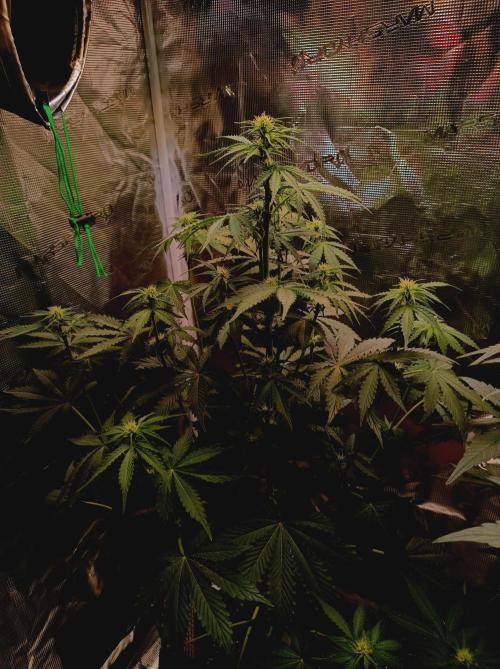 Biscotti Auto   Monkey Genetics🐒. Week 4