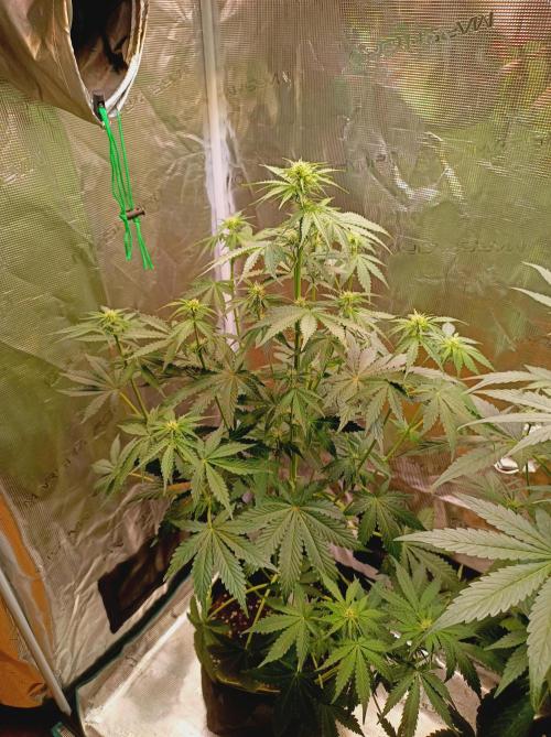 Biscotti Auto   Monkey Genetics🐒. Week 4