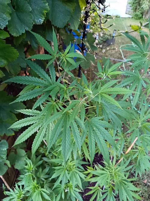 Gorila Fast 🦍 Pyramid Seeds. Week 13