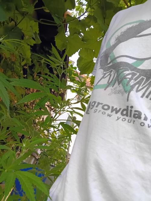 Gorila Fast 🦍 Pyramid Seeds. Week 13