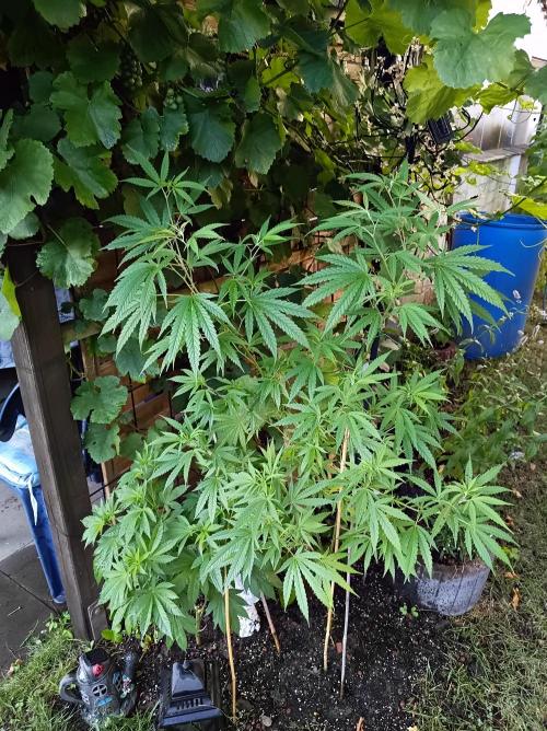 Gorila Fast 🦍 Pyramid Seeds. Week 13