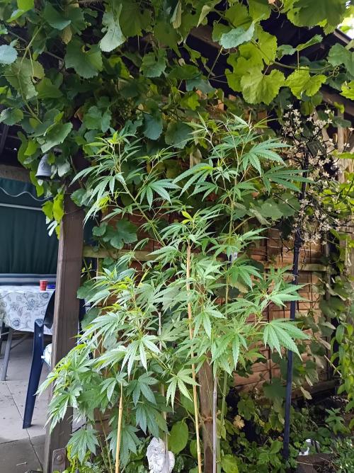 Gorila Fast 🦍 Pyramid Seeds. Week 13