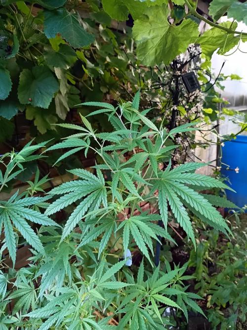 Gorila Fast 🦍 Pyramid Seeds. Week 13