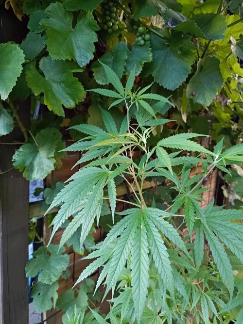 Gorila Fast 🦍 Pyramid Seeds. Week 13