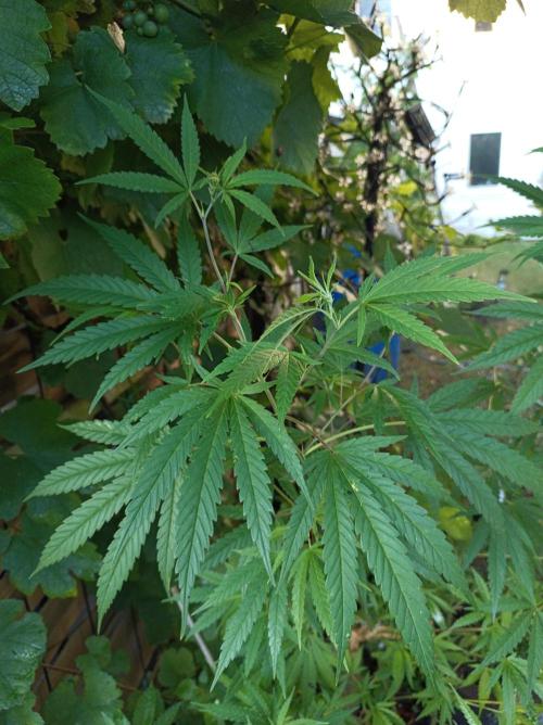 Gorila Fast. Week 13