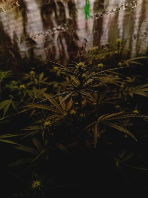 Jack Frost Widow Auto  Monkey Genetics🐒. Week 4