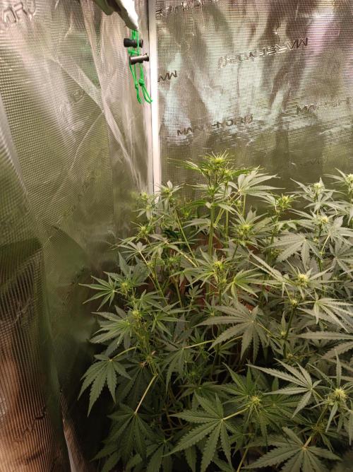 Jack Frost Widow Auto  Monkey Genetics🐒. Week 4