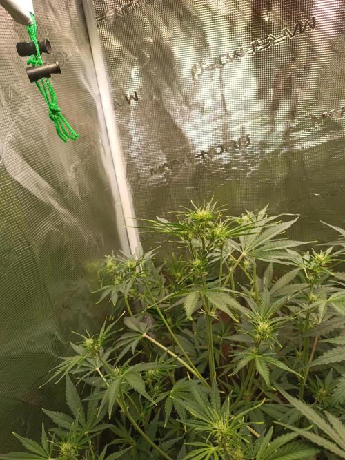 Jack Frost Widow Auto  Monkey Genetics🐒. Week 4
