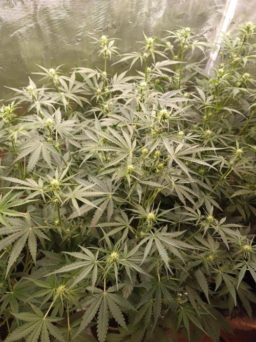 Jack Frost Widow Auto  Monkey Genetics🐒. Week 4