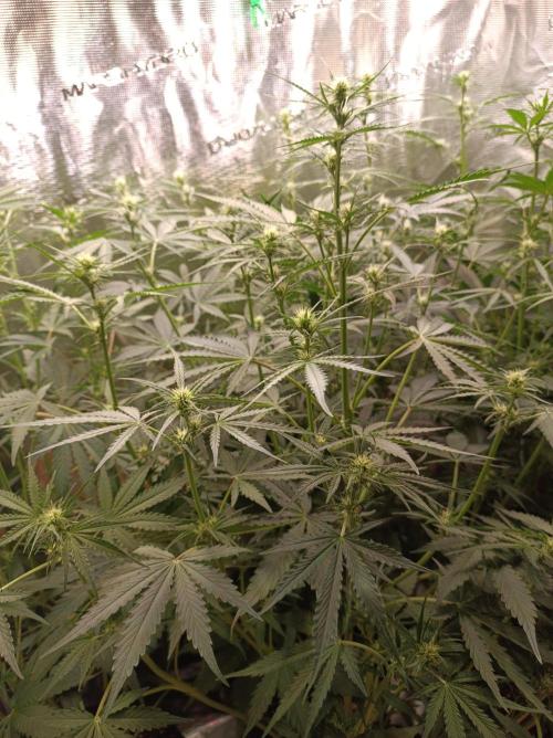 Jack Frost Widow Auto  Monkey Genetics🐒. Week 4