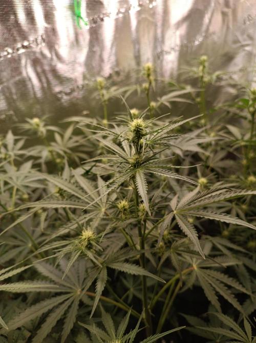 Jack Frost Widow Auto  Monkey Genetics🐒. Week 4