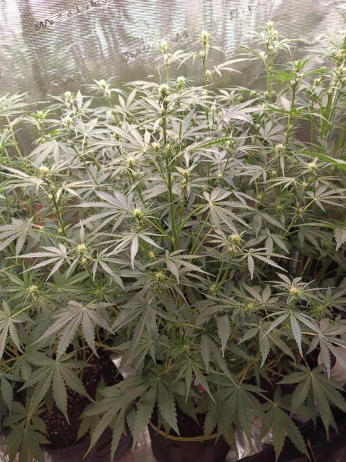 Jack Frost Widow Auto  Monkey Genetics🐒. Week 4