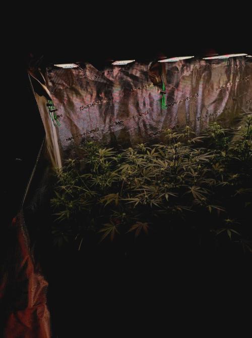 Jack Frost Widow Auto  Monkey Genetics🐒. Week 4