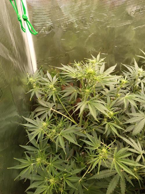 Jack Frost Widow Auto  Monkey Genetics🐒. Week 4