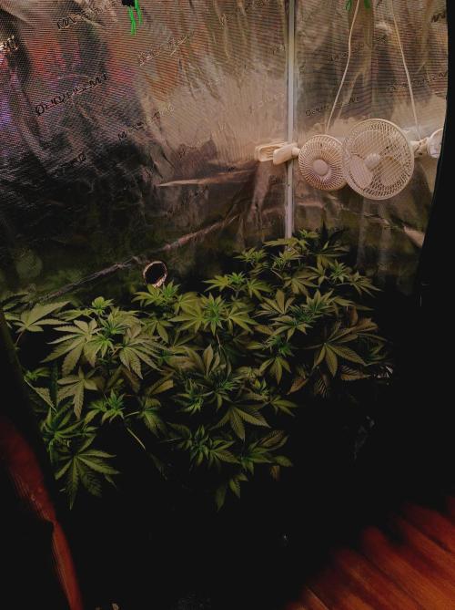 Cosmic Kiss ⭐💋. Week 4