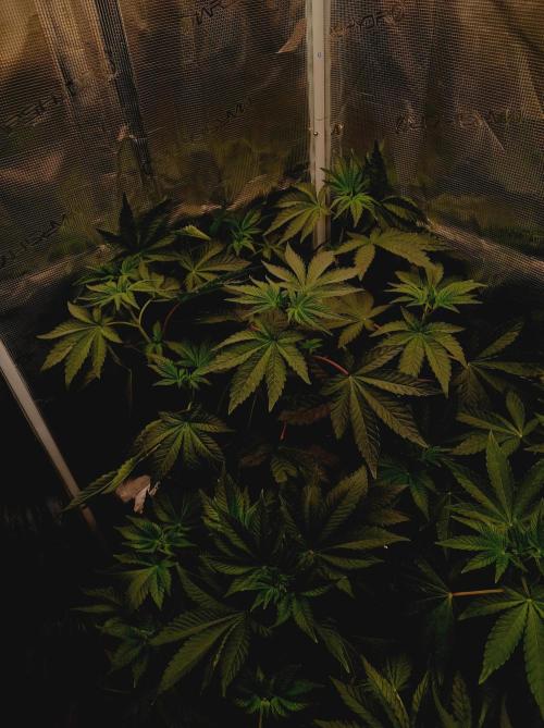 Cosmic Kiss ⭐💋. Week 4