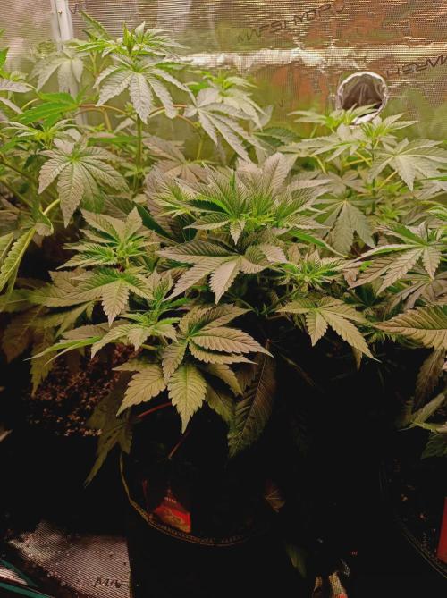 Honey Melon Kush 🍯🍉. Week 4