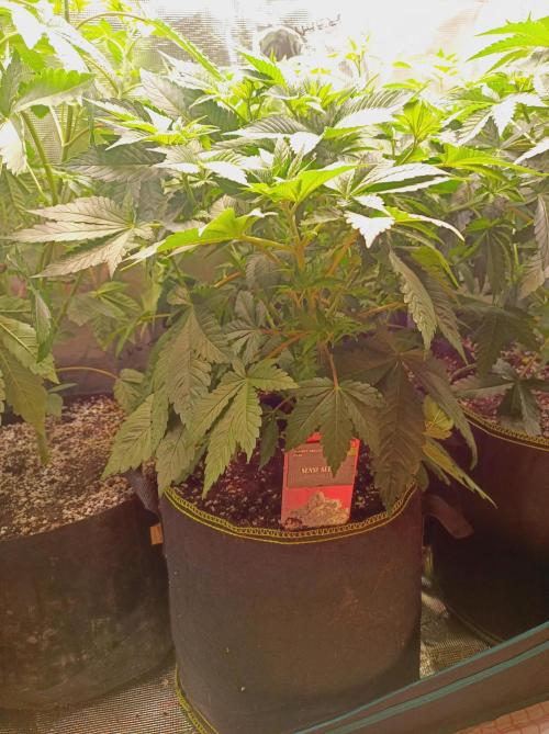 Honey Melon Kush 🍯🍉. Week 4