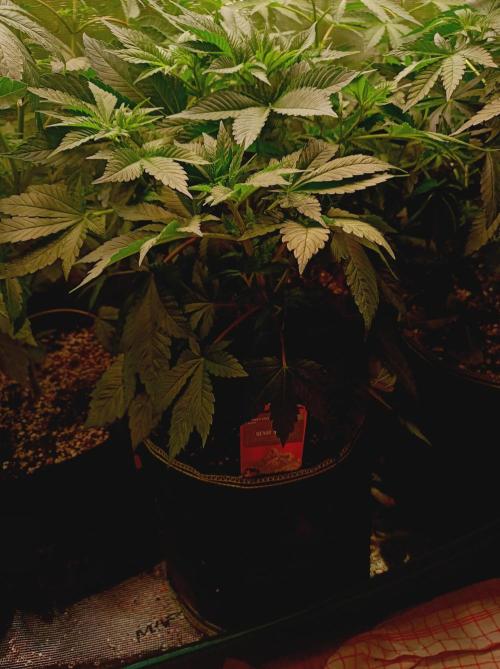Honey Melon Kush 🍯🍉. Week 4