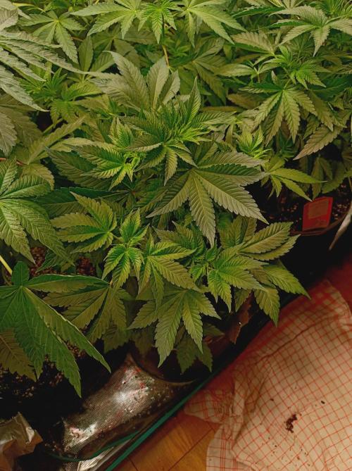 Honey Melon Kush 🍯🍉. Week 4