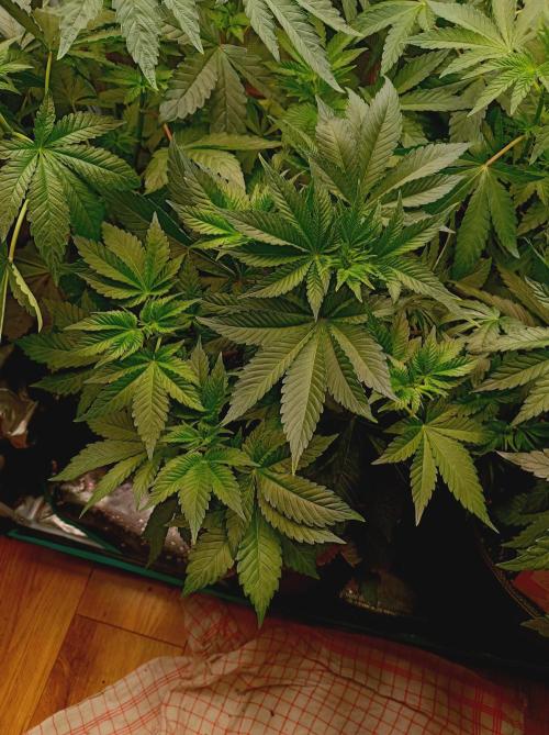 Honey Melon Kush 🍯🍉. Week 4