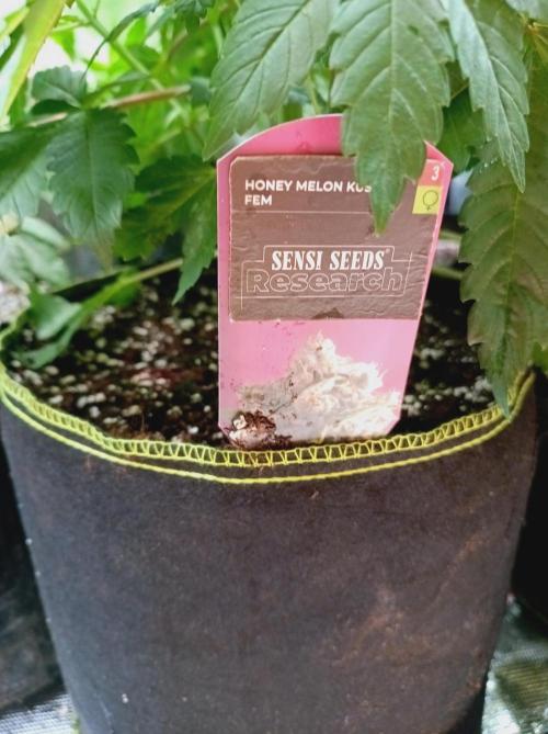 Honey Melon Kush 🍯🍉. Week 4