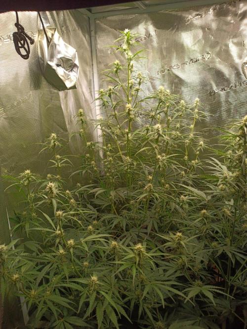 Jack Frost Widow Auto  Monkey Genetics🐒. Week 5